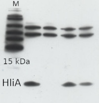 HliA | high light inducible protein in the group Antibodies for Plant/Algal / Photosynthesis / Proteases at Agrisera AB (Antibodies for research) (AS10 1603)